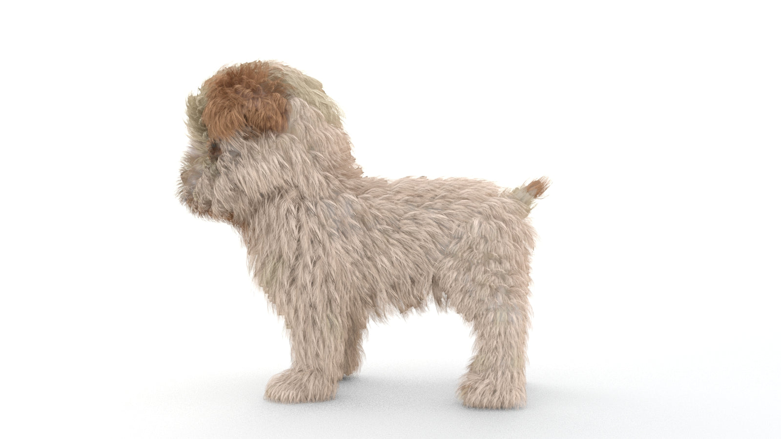 Animated Maltipoo Dog Puppy 3D Model Alpha Hair 360° view 1 frame 27
