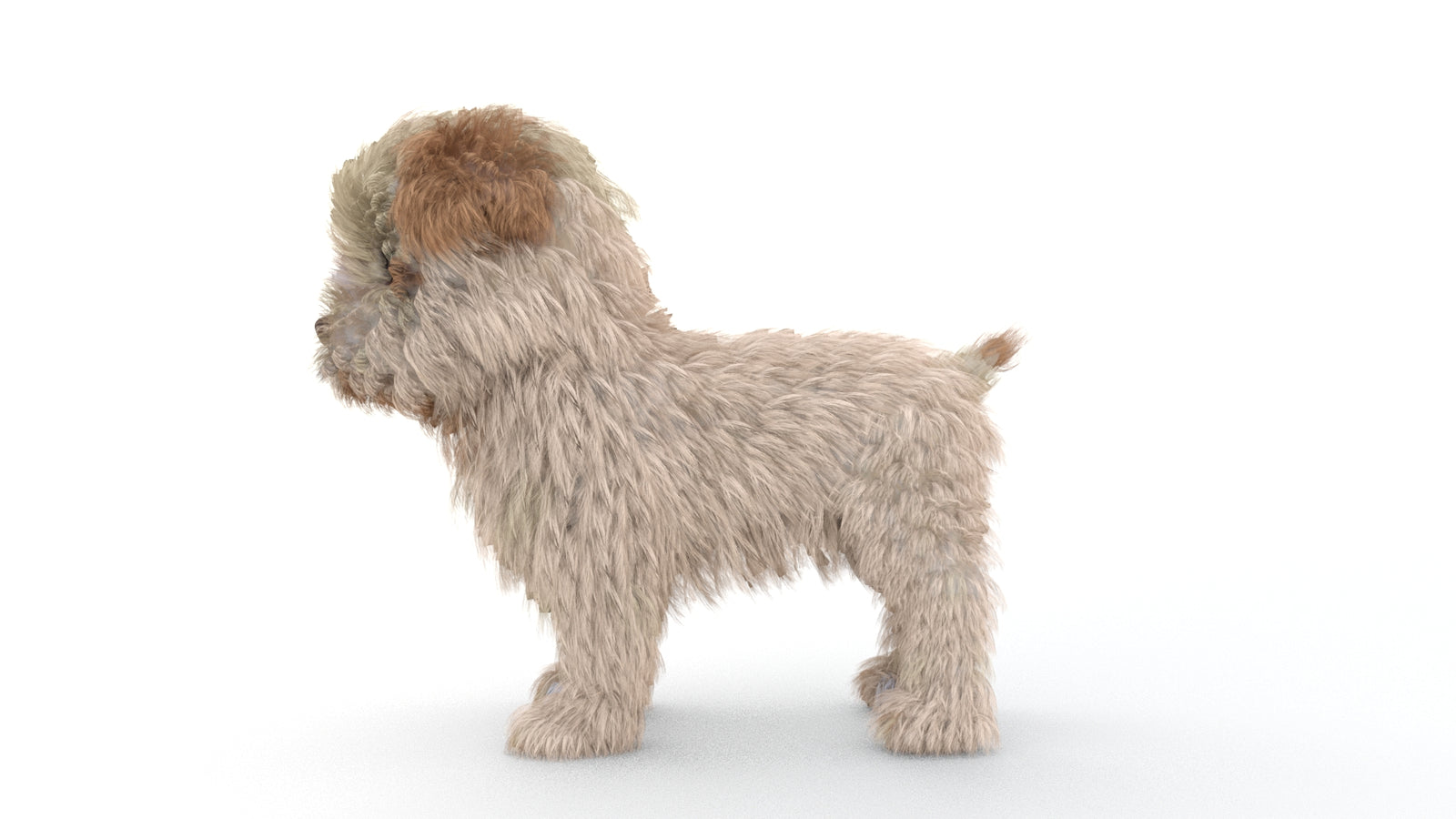 Animated Maltipoo Dog Puppy 3D Model Alpha Hair 360° view 1 frame 28