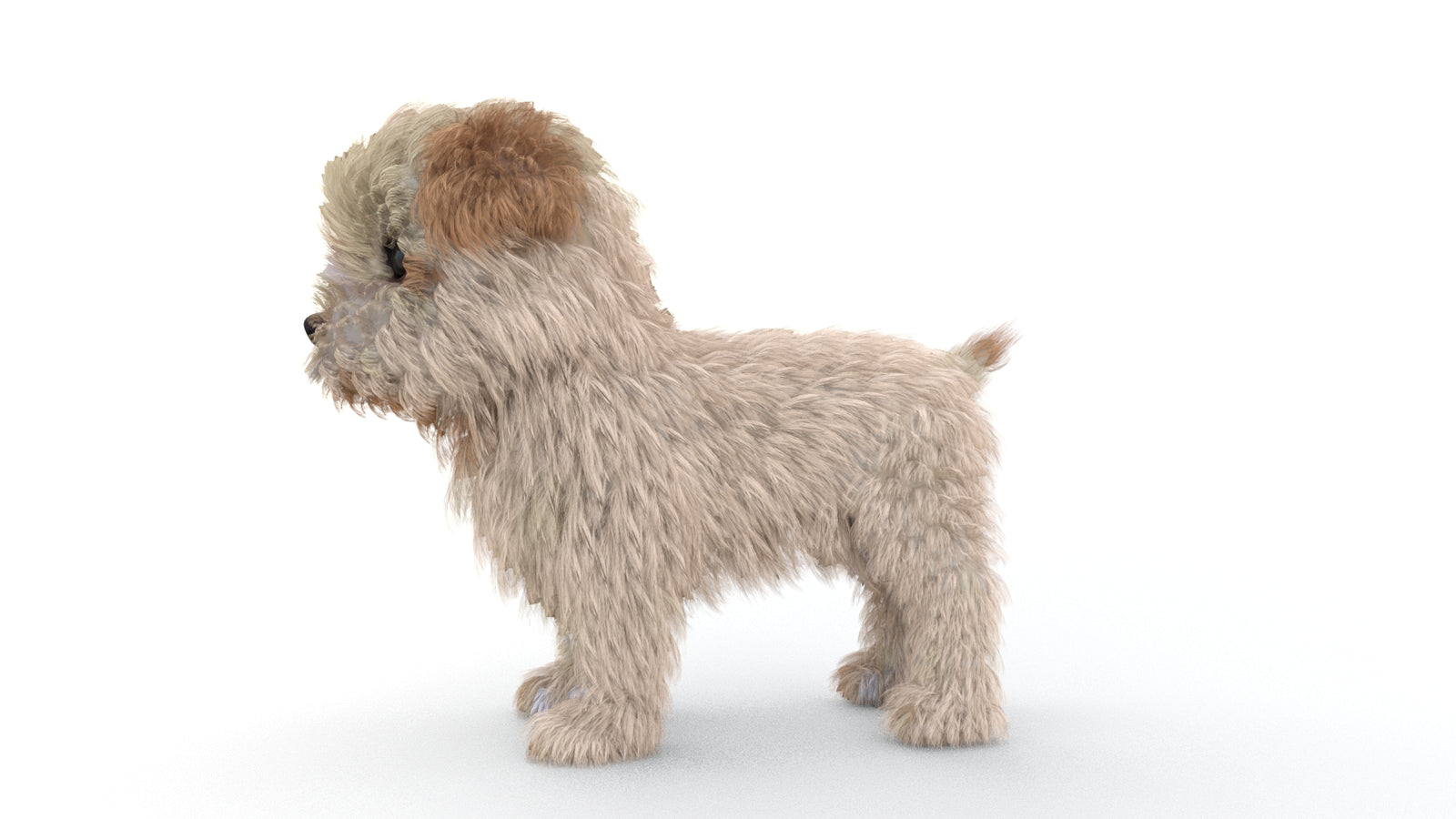 Animated Maltipoo Dog Puppy 3D Model Alpha Hair 360° view 1 frame 29