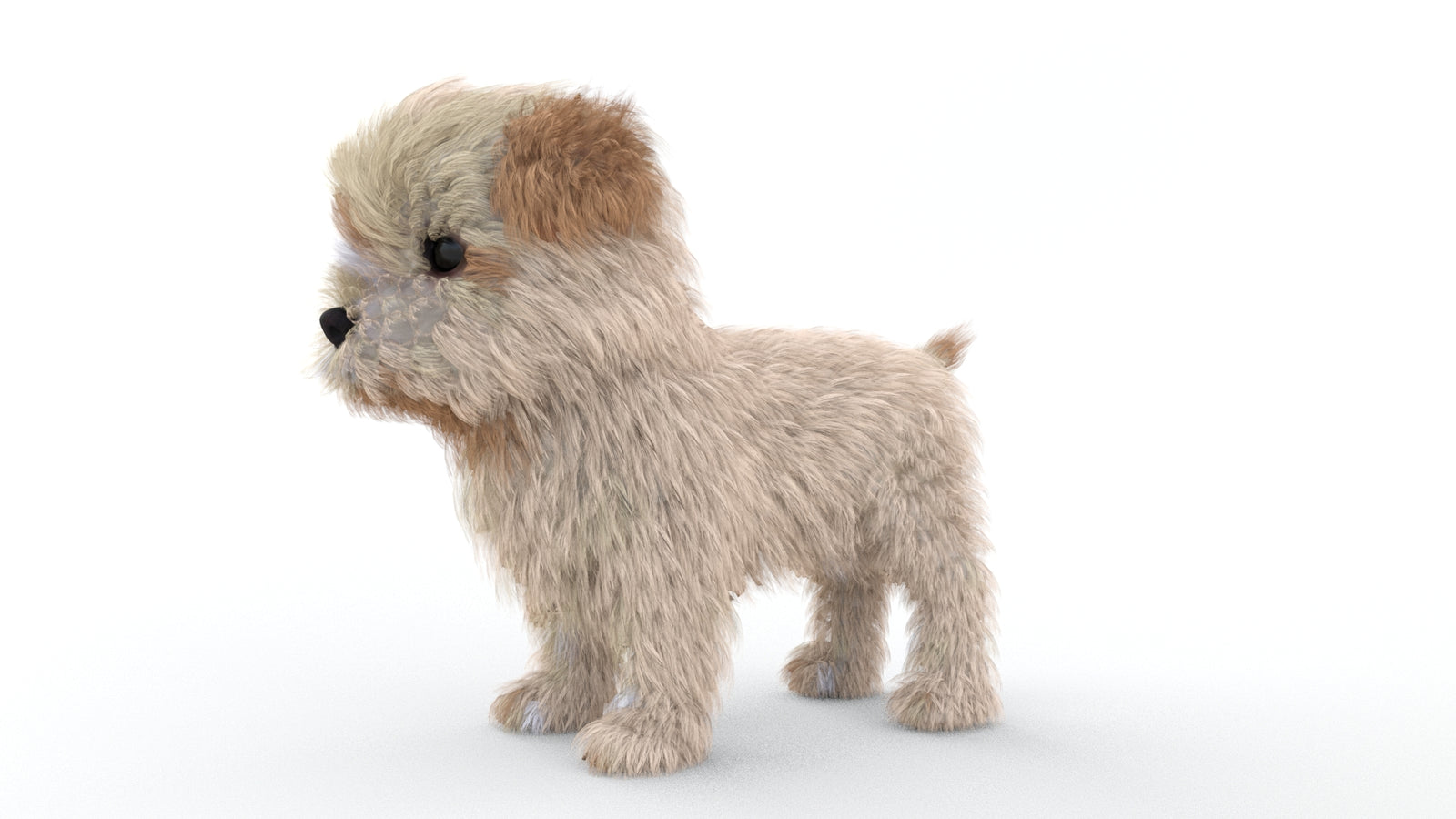 Animated Maltipoo Dog Puppy 3D Model Alpha Hair 360° view 1 frame 31