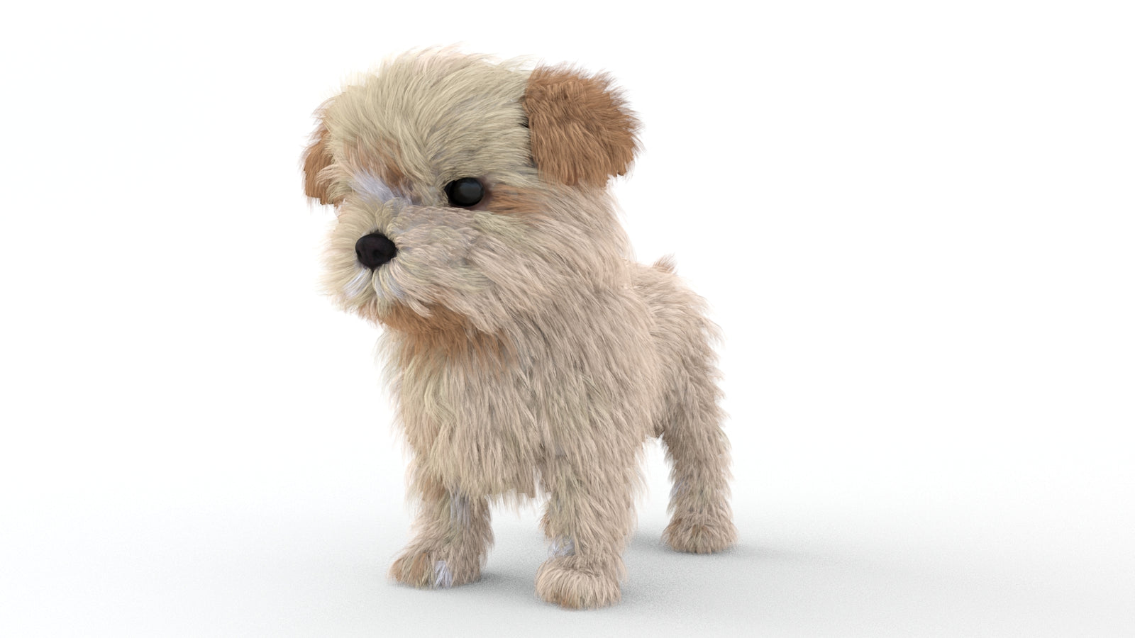 Animated Maltipoo Dog Puppy 3D Model Alpha Hair 360° view 1 frame 34