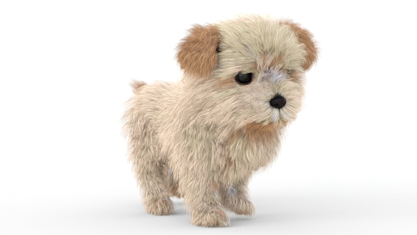 Animated Maltipoo Dog Puppy 3D Model Alpha Hair 360° view 5 frame 3
