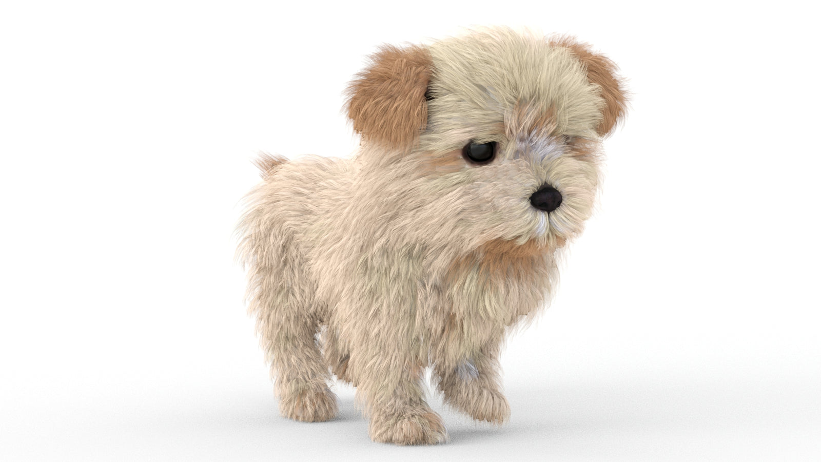 Animated Maltipoo Dog Puppy 3D Model Alpha Hair 360° view 5 frame 4