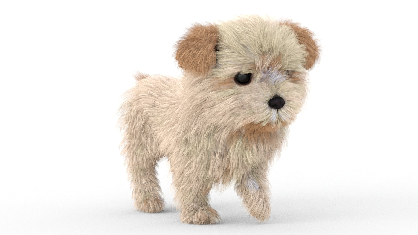 Animated Maltipoo Dog Puppy 3D Model Alpha Hair 360° view 5 frame 7