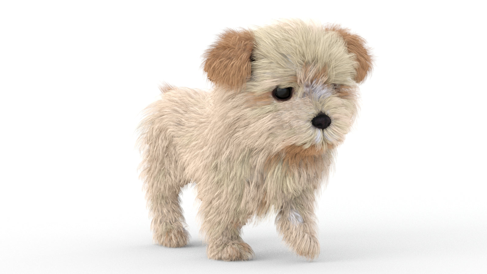 Animated Maltipoo Dog Puppy 3D Model Alpha Hair 360° view 5 frame 8