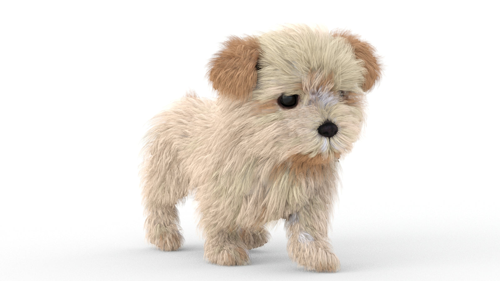 Animated Maltipoo Dog Puppy 3D Model Alpha Hair 360° view 5 frame 12