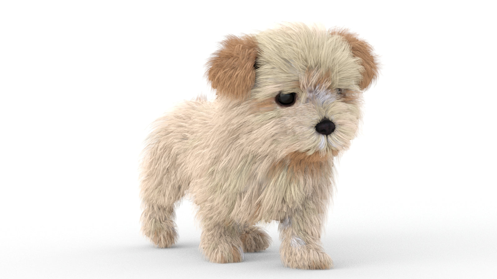Animated Maltipoo Dog Puppy 3D Model Alpha Hair 360° view 5 frame 14