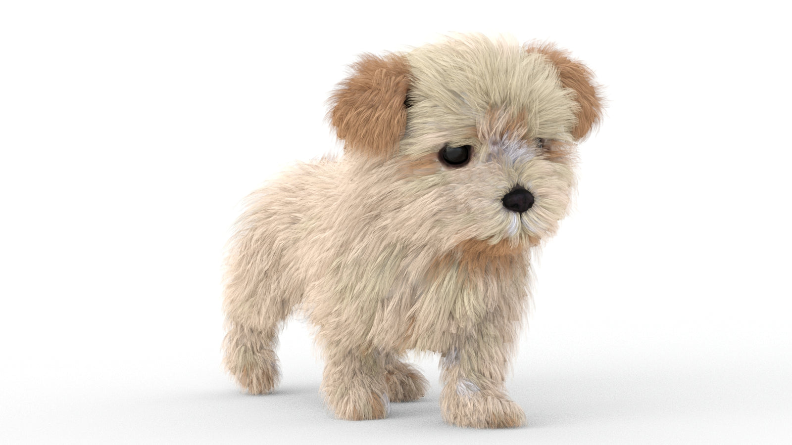 Animated Maltipoo Dog Puppy 3D Model Alpha Hair 360° view 5 frame 15