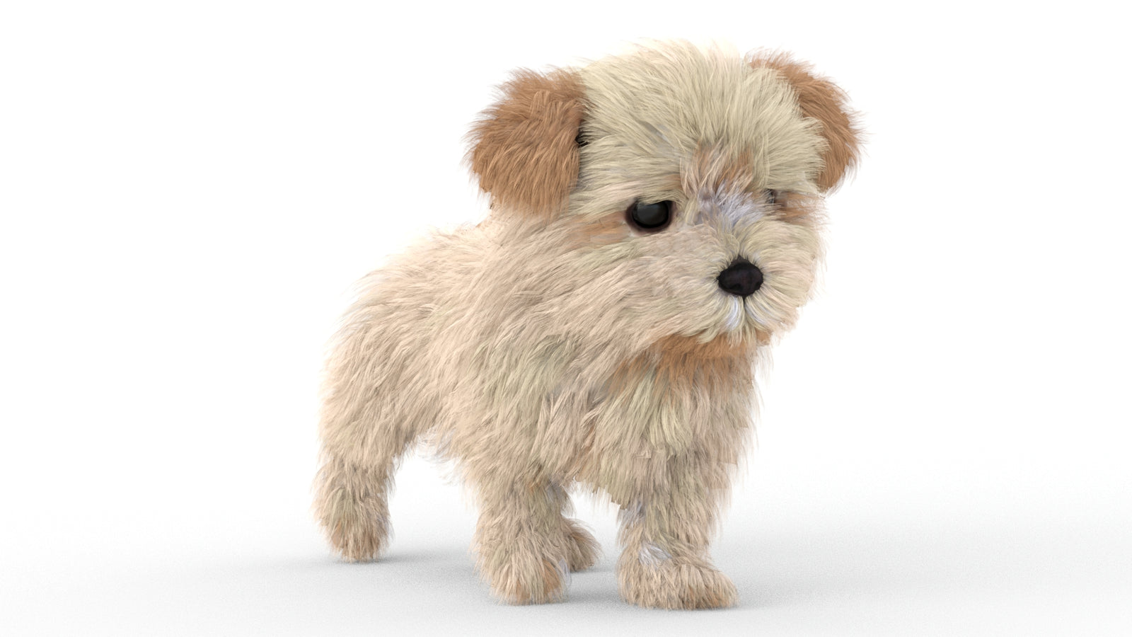 Animated Maltipoo Dog Puppy 3D Model Alpha Hair 360° view 5 frame 17