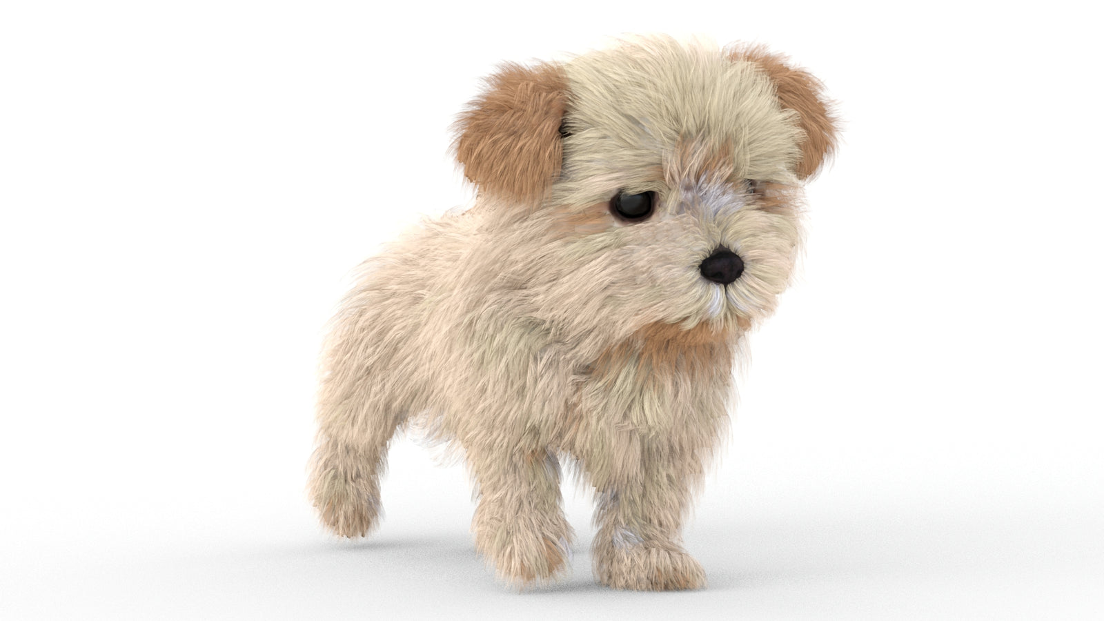Animated Maltipoo Dog Puppy 3D Model Alpha Hair 360° view 5 frame 19