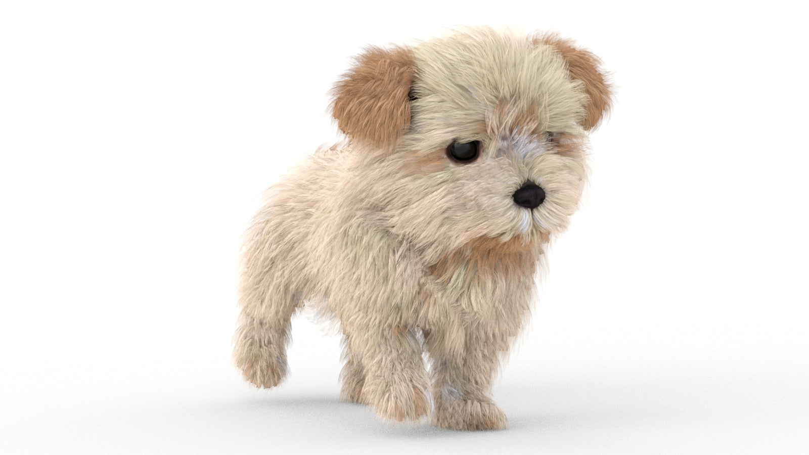 Animated Maltipoo Dog Puppy 3D Model Alpha Hair 360° view 5 frame 21