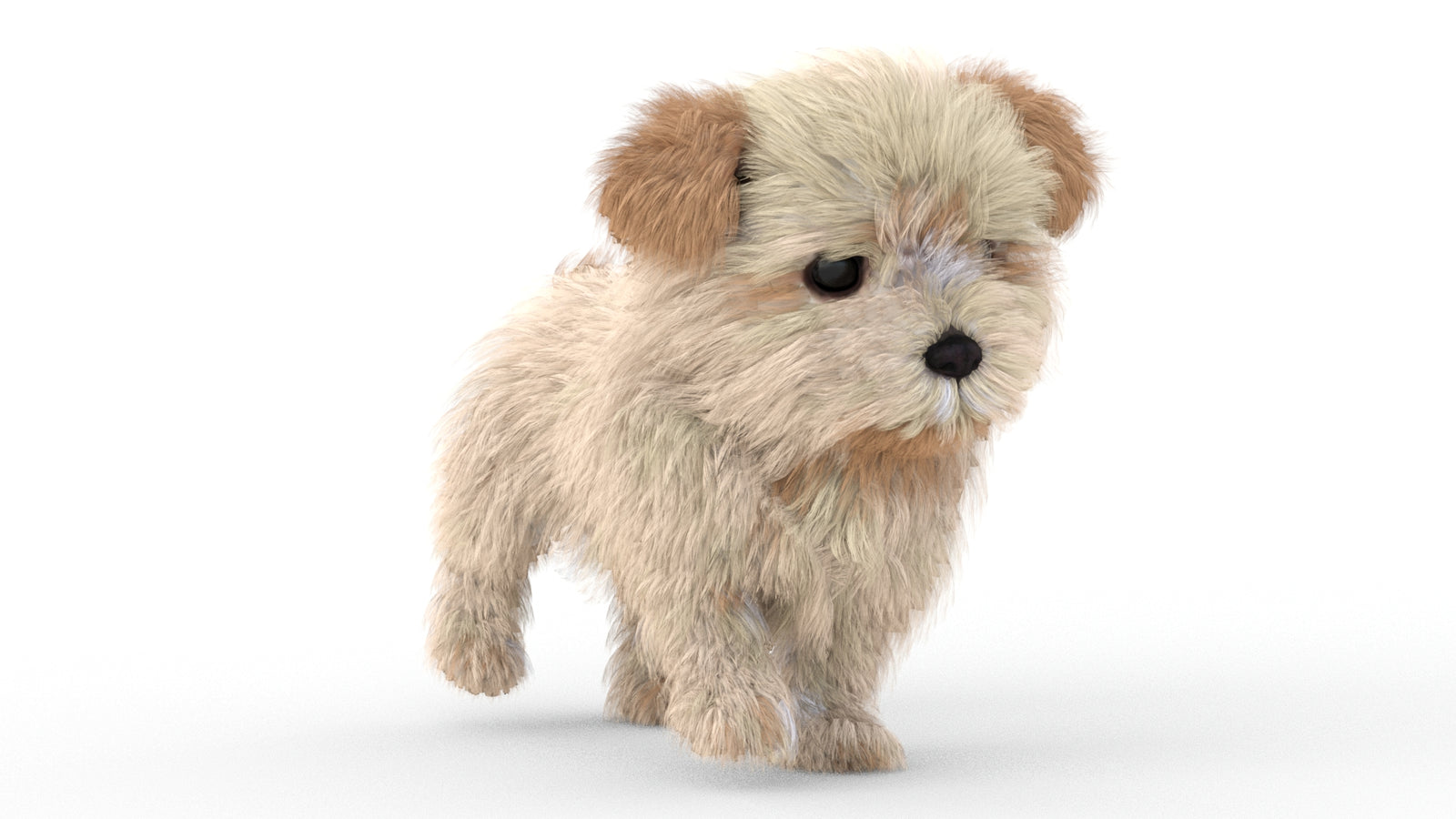 Animated Maltipoo Dog Puppy 3D Model Alpha Hair 360° view 5 frame 22