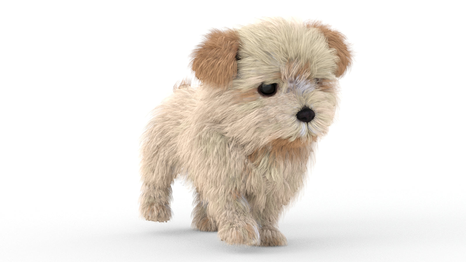 Animated Maltipoo Dog Puppy 3D Model Alpha Hair 360° view 5 frame 23