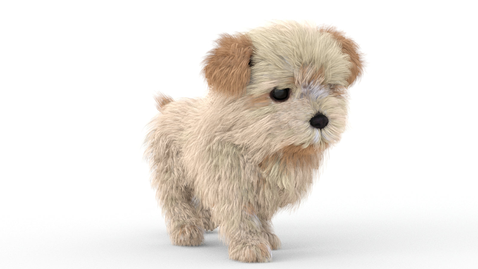 Animated Maltipoo Dog Puppy 3D Model Alpha Hair 360° view 5 frame 30