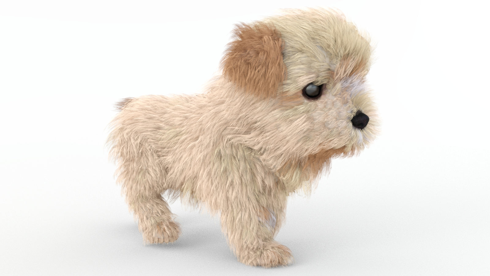 Animated Maltipoo Dog Puppy 3D Model Alpha Hair 360° view 4 frame 2