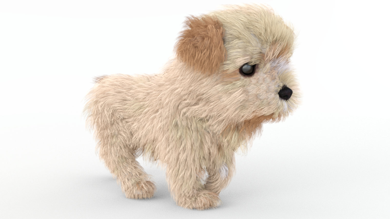 Animated Maltipoo Dog Puppy 3D Model Alpha Hair 360° view 4 frame 4