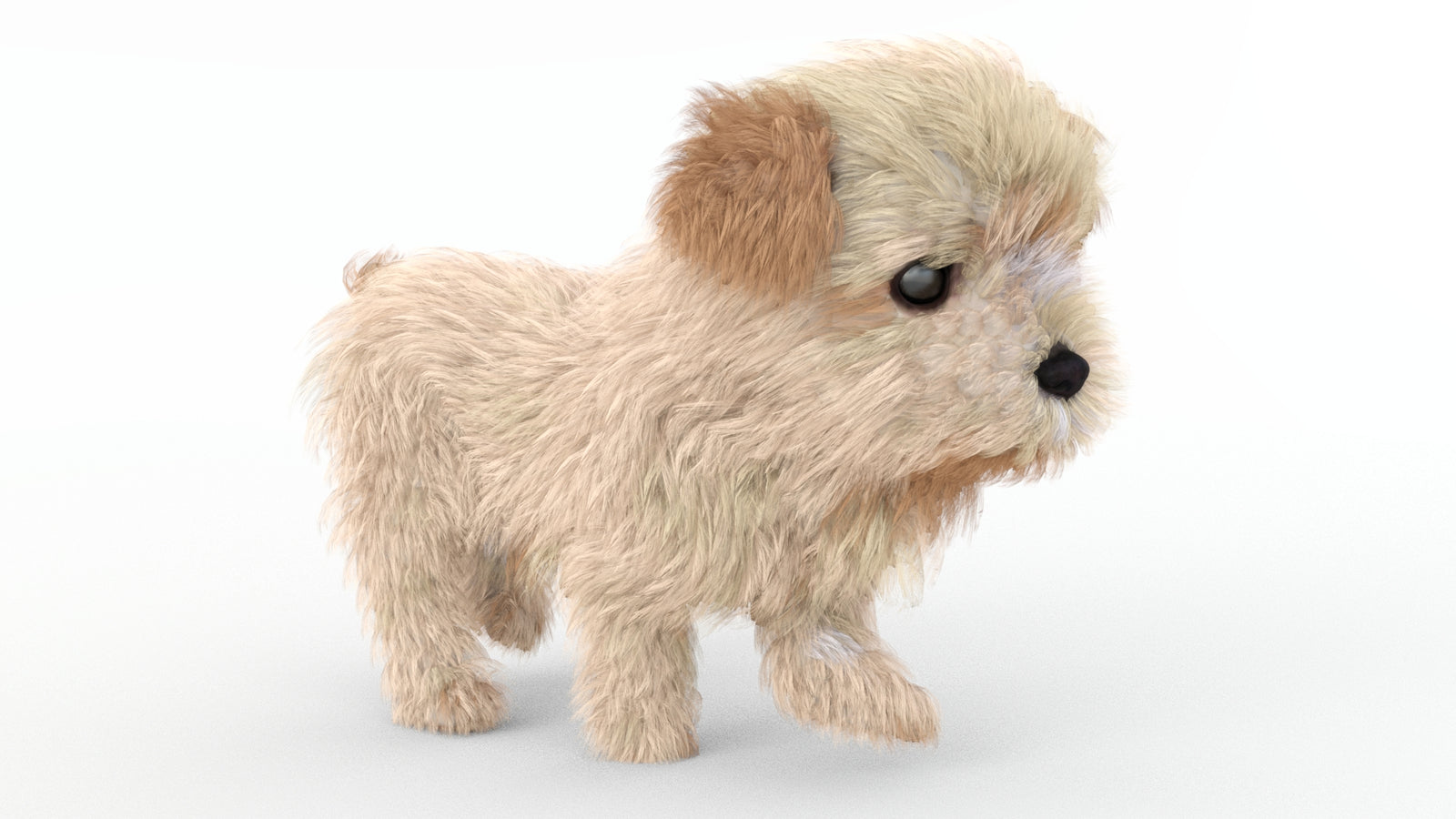 Animated Maltipoo Dog Puppy 3D Model Alpha Hair 360° view 4 frame 10