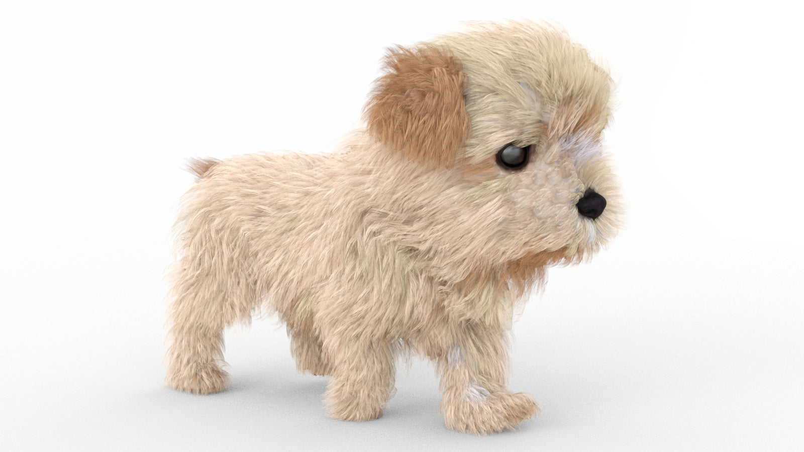 Animated Maltipoo Dog Puppy 3D Model Alpha Hair 360° view 4 frame 15