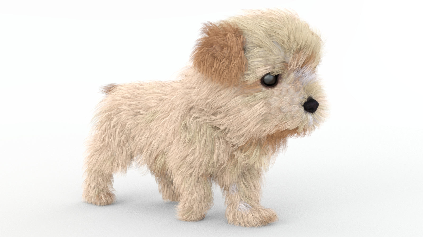Animated Maltipoo Dog Puppy 3D Model Alpha Hair 360° view 4 frame 16