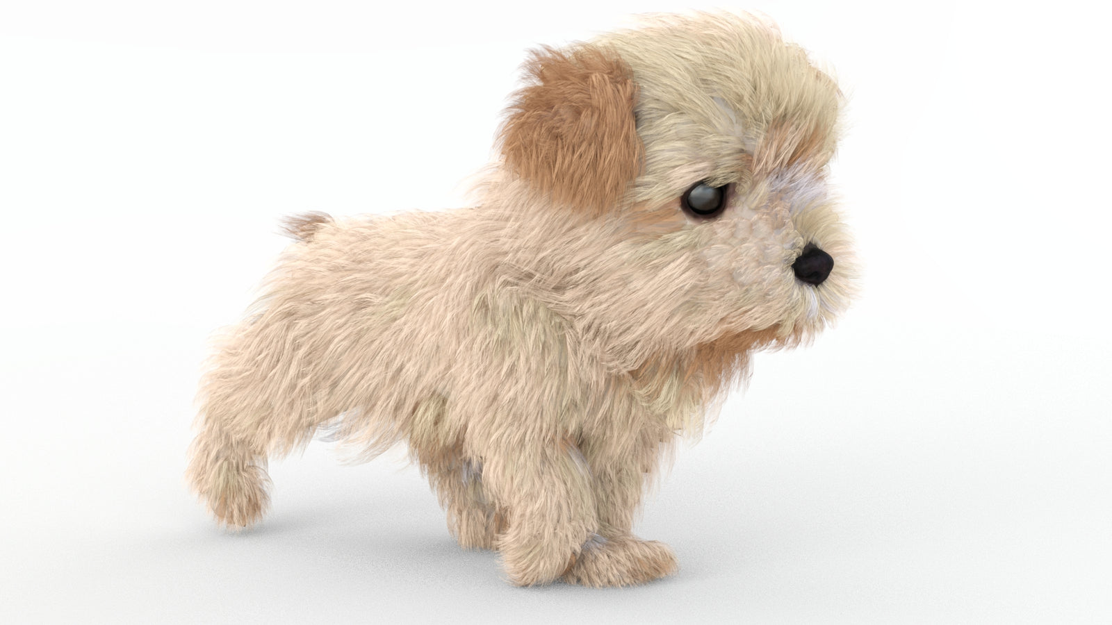 Animated Maltipoo Dog Puppy 3D Model Alpha Hair 360° view 4 frame 19