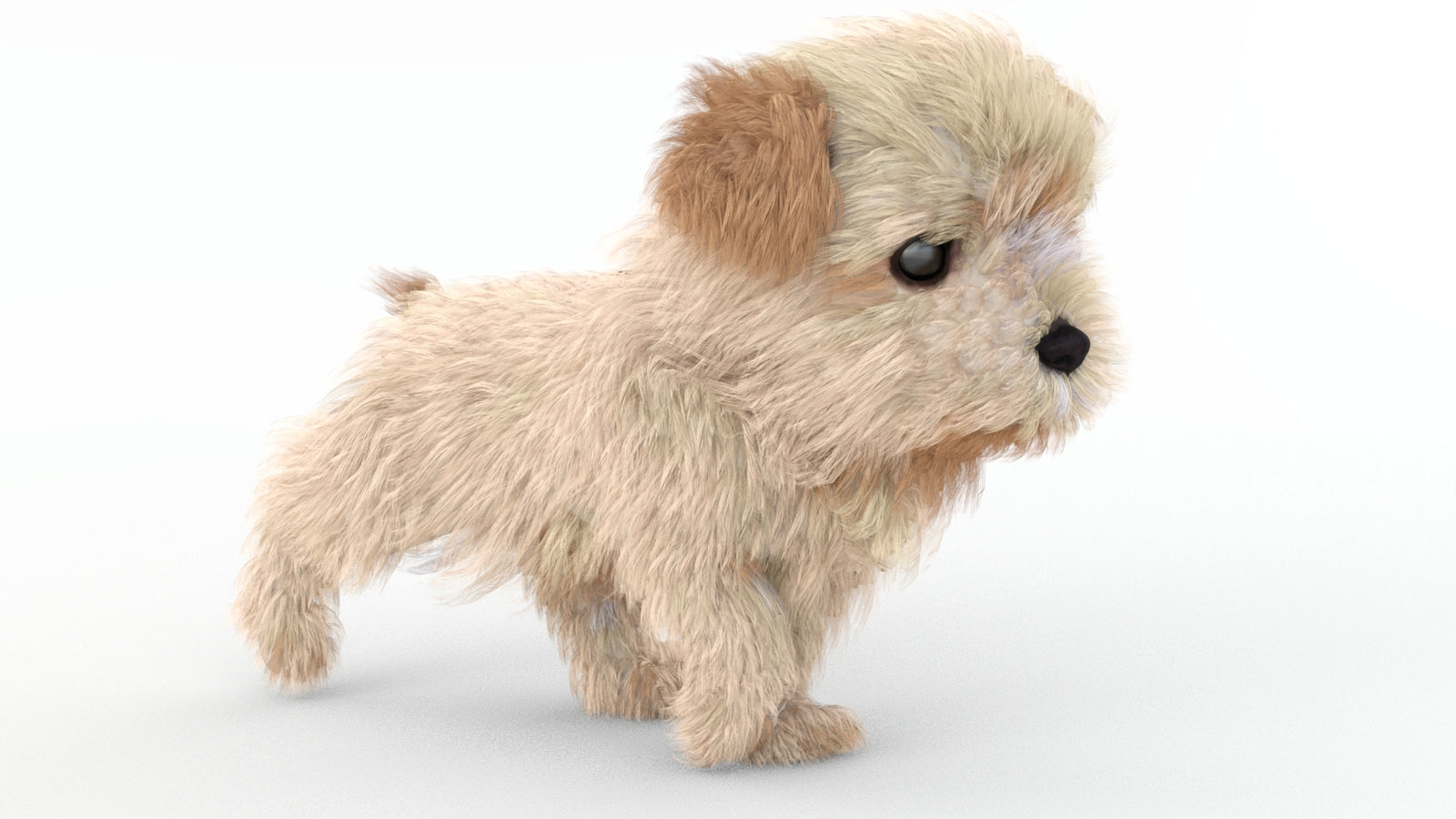 Animated Maltipoo Dog Puppy 3D Model Alpha Hair 360° view 4 frame 20