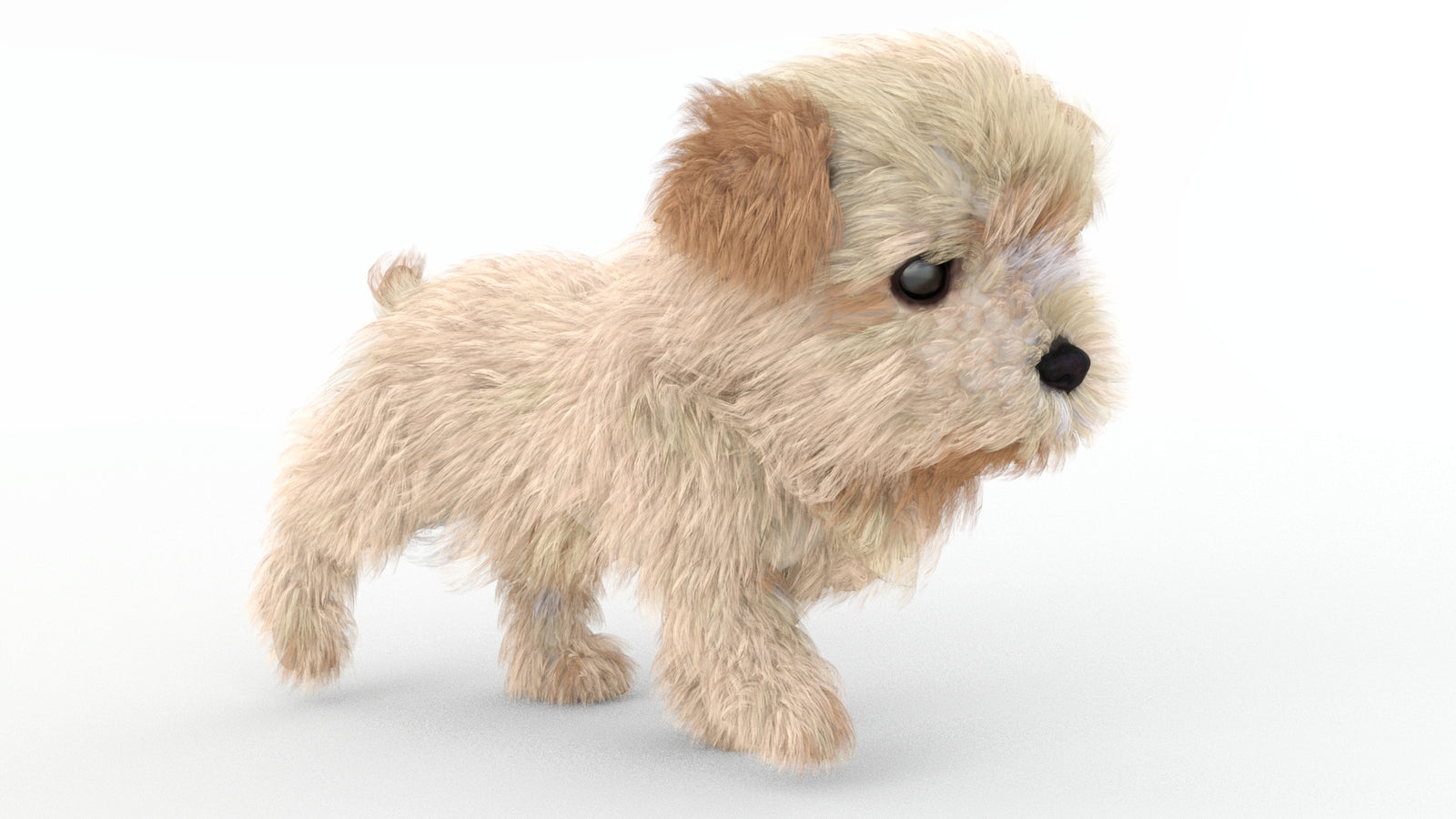 Animated Maltipoo Dog Puppy 3D Model Alpha Hair 360° view 4 frame 24