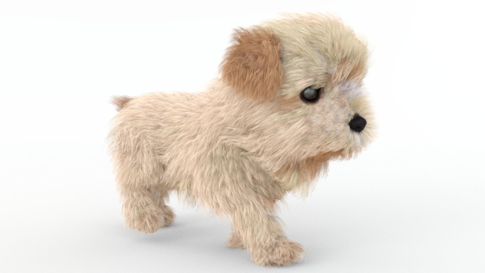 Animated Maltipoo Dog Puppy 3D Model Alpha Hair 360° view 4 frame 30