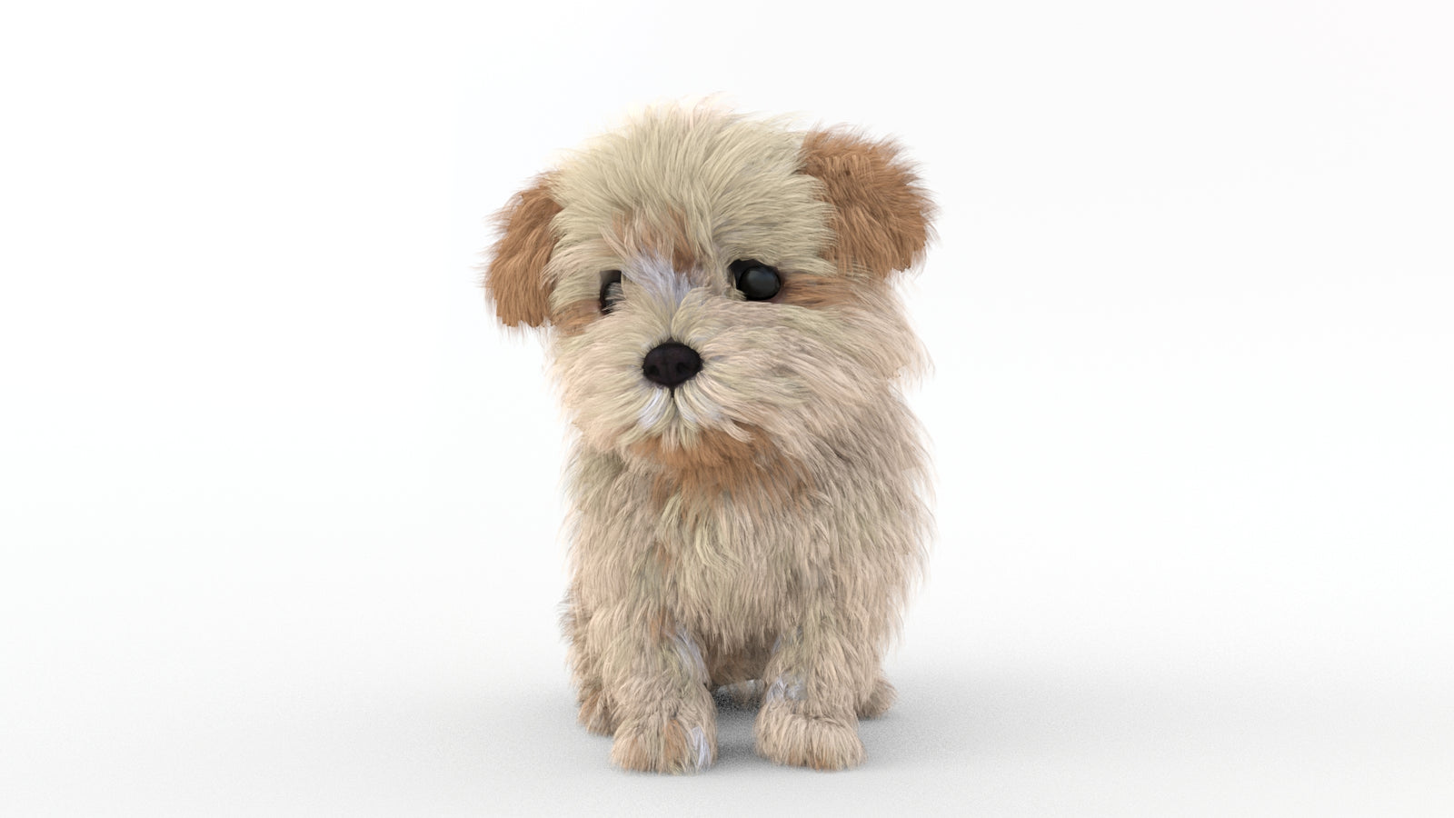 Animated Maltipoo Dog Puppy 3D Model Alpha Hair 360° view 2 frame 2