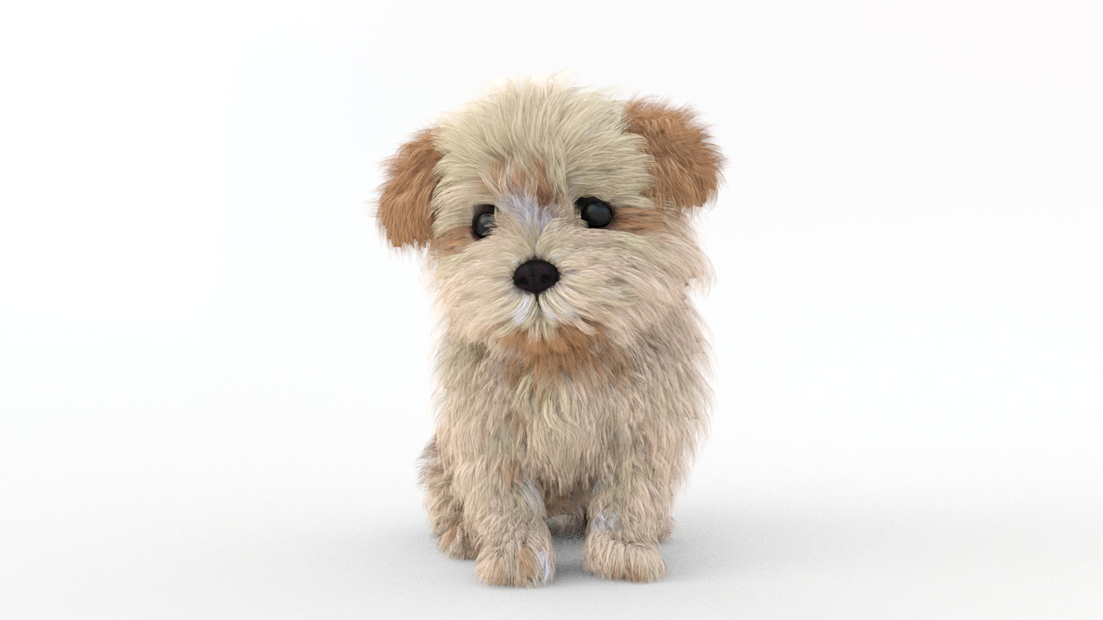 Animated Maltipoo Dog Puppy 3D Model Alpha Hair 360° view 2 frame 3