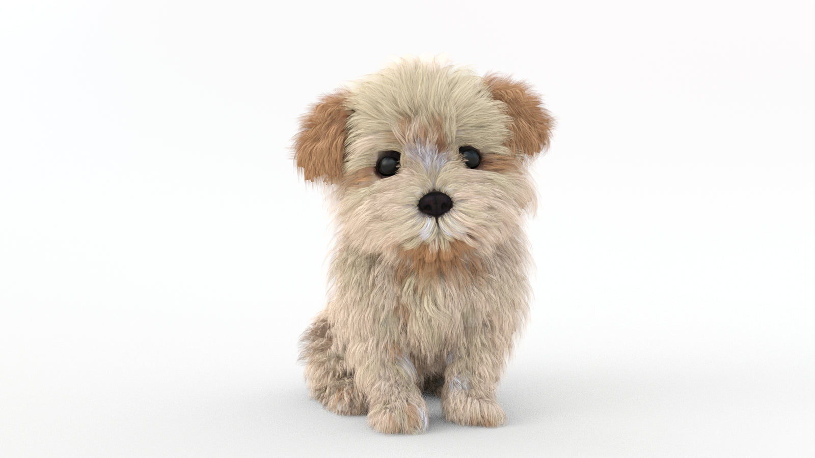 Animated Maltipoo Dog Puppy 3D Model Alpha Hair 360° view 2 frame 5