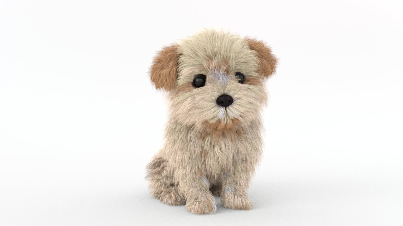 Animated Maltipoo Dog Puppy 3D Model Alpha Hair 360° view 2 frame 6
