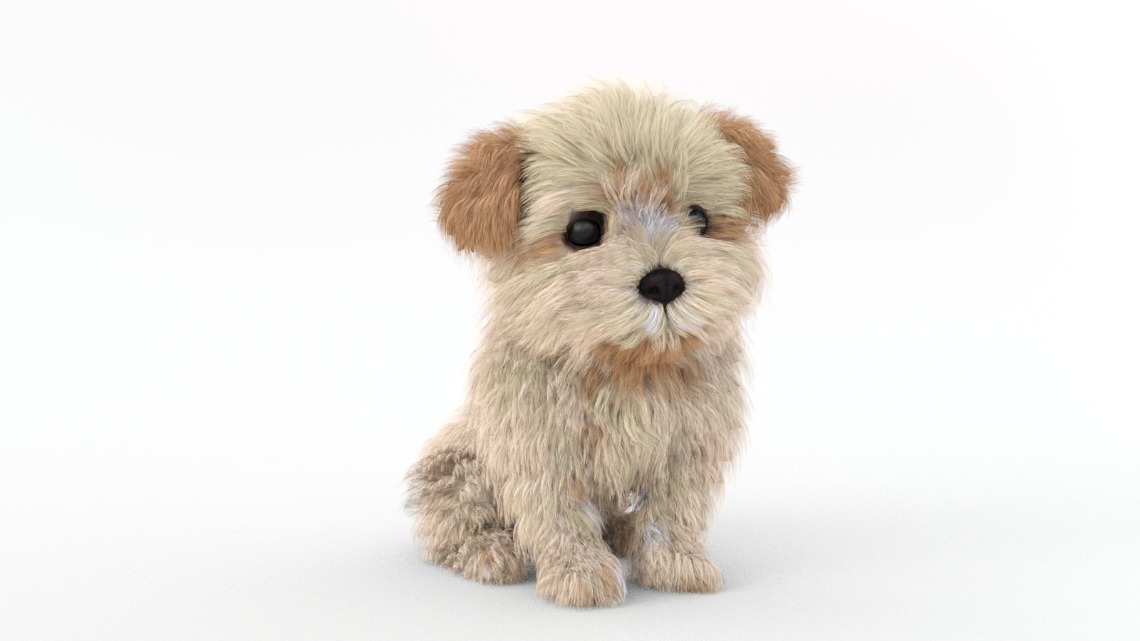 Animated Maltipoo Dog Puppy 3D Model Alpha Hair 360° view 2 frame 7