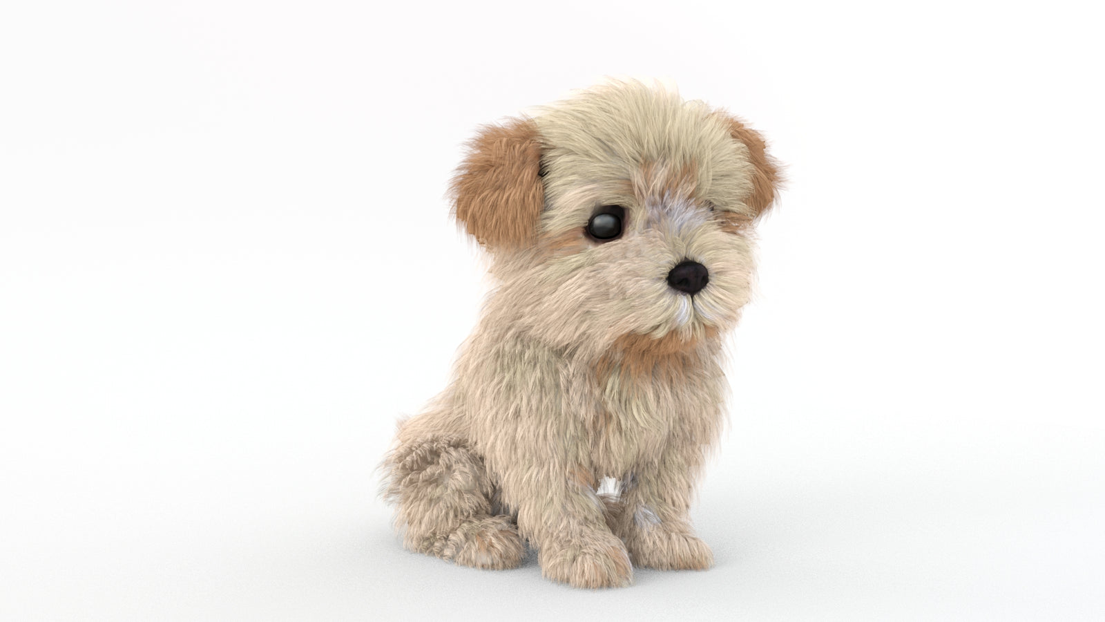 Animated Maltipoo Dog Puppy 3D Model Alpha Hair 360° view 2 frame 9