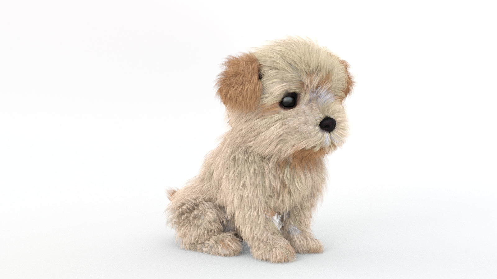 Animated Maltipoo Dog Puppy 3D Model Alpha Hair 360° view 2 frame 11
