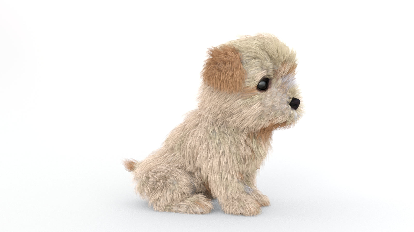 Animated Maltipoo Dog Puppy 3D Model Alpha Hair 360° view 2 frame 15