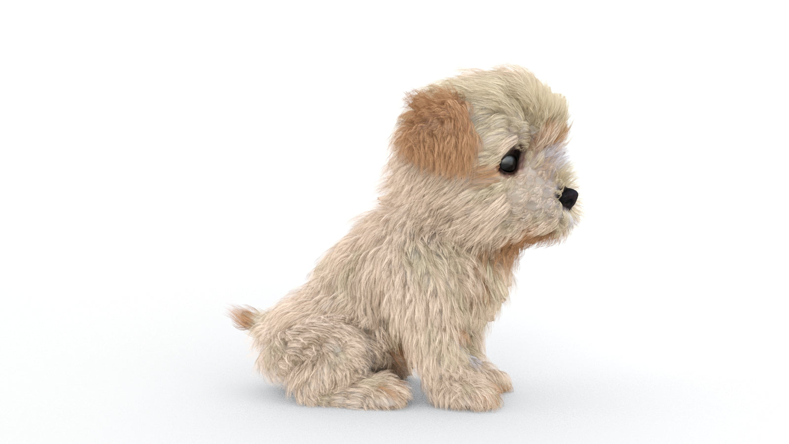 Animated Maltipoo Dog Puppy 3D Model Alpha Hair 360° view 2 frame 16