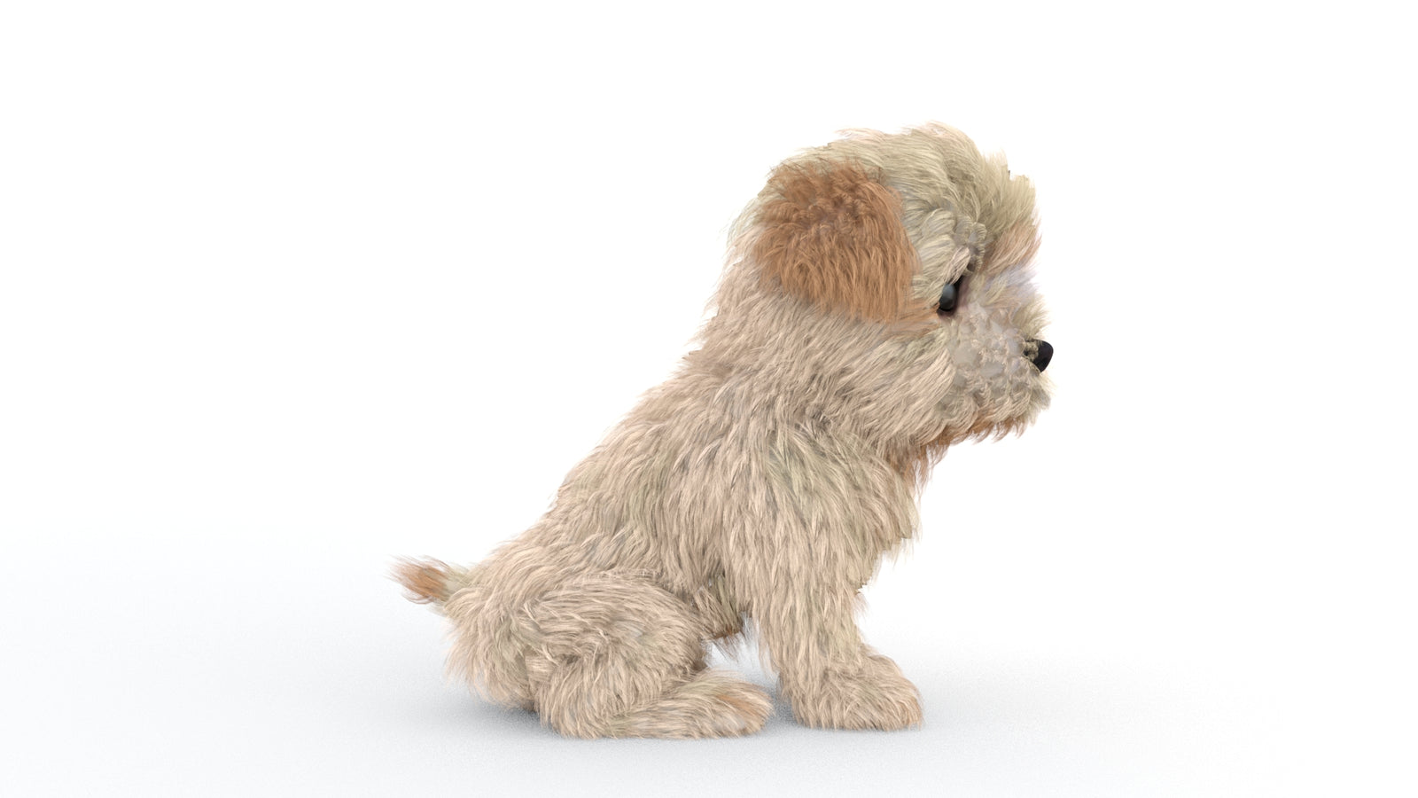 Animated Maltipoo Dog Puppy 3D Model Alpha Hair 360° view 2 frame 19