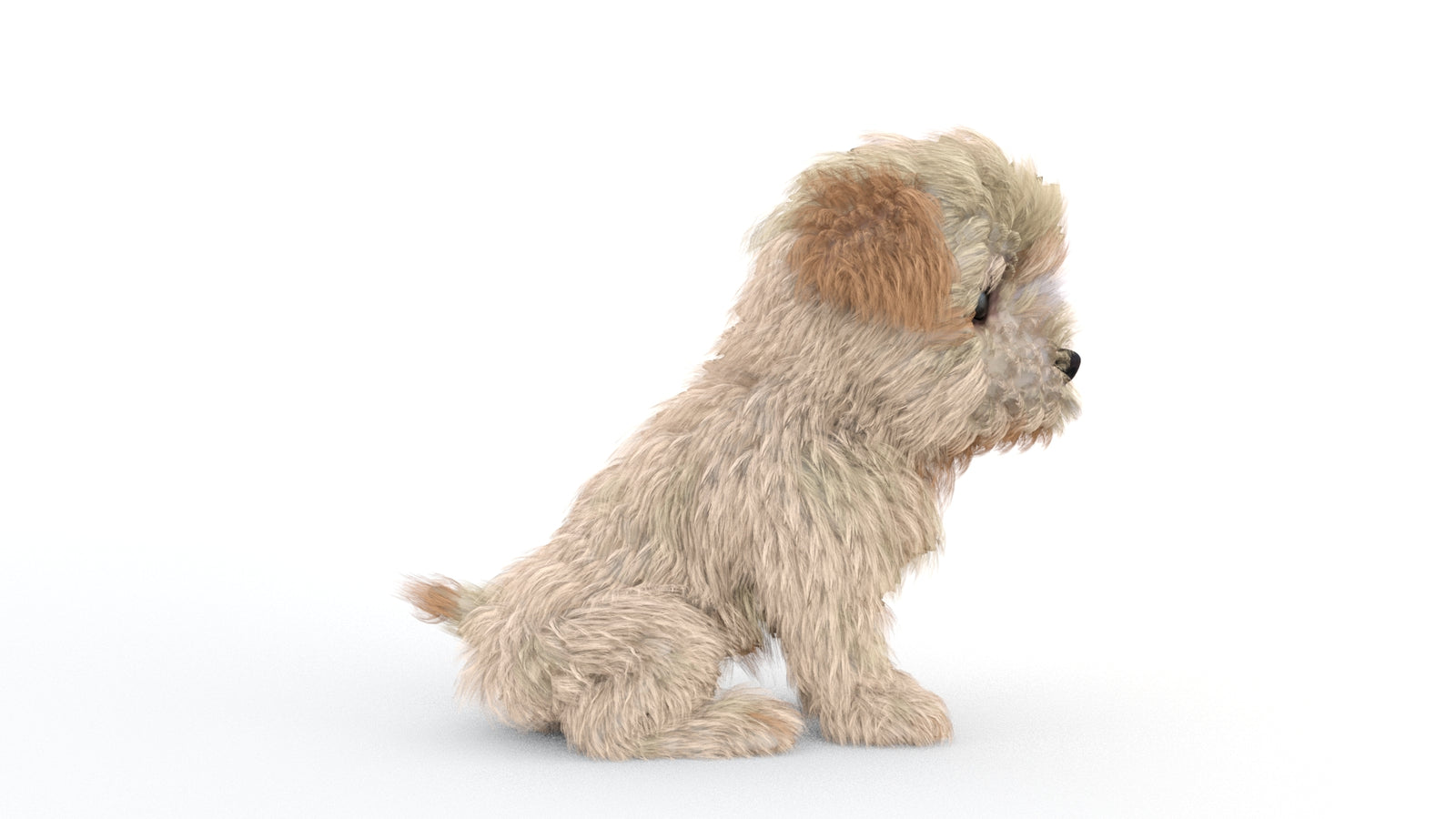 Animated Maltipoo Dog Puppy 3D Model Alpha Hair 360° view 2 frame 20