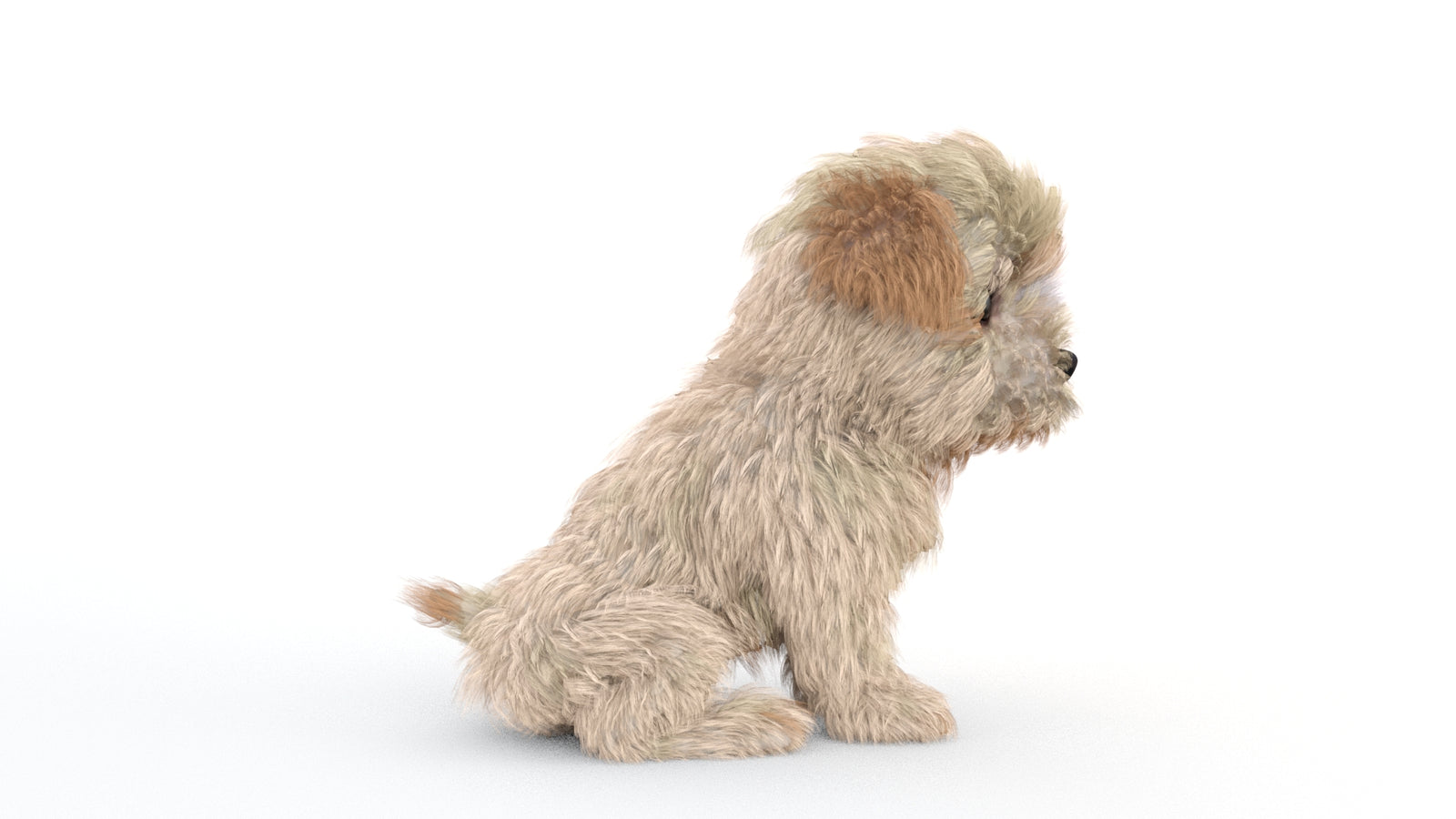 Animated Maltipoo Dog Puppy 3D Model Alpha Hair 360° view 2 frame 21