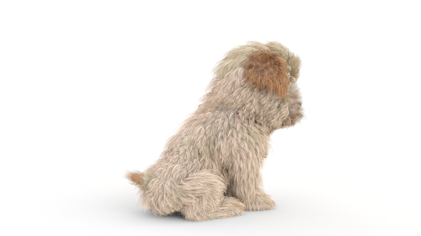 Animated Maltipoo Dog Puppy 3D Model Alpha Hair 360° view 2 frame 25