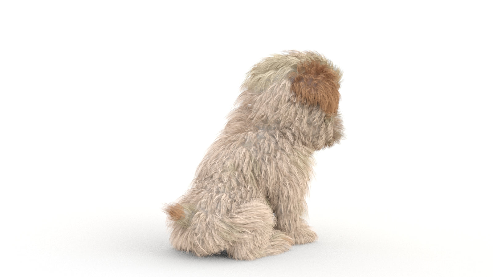 Animated Maltipoo Dog Puppy 3D Model Alpha Hair 360° view 2 frame 28