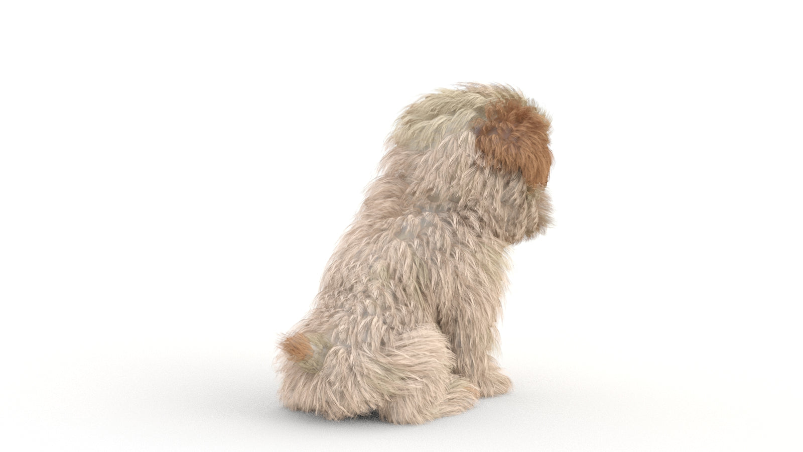 Animated Maltipoo Dog Puppy 3D Model Alpha Hair 360° view 2 frame 29