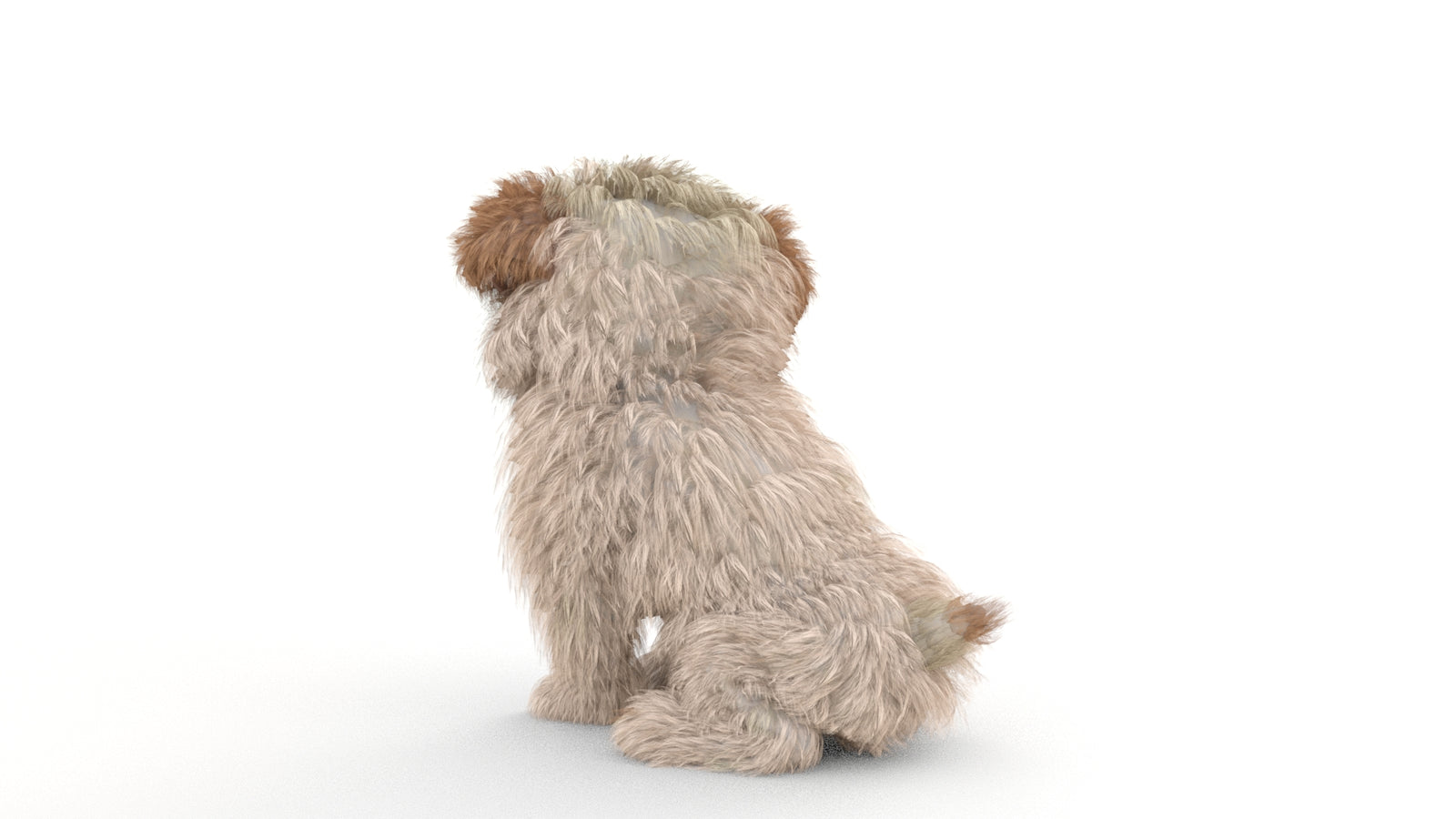 Animated Maltipoo Dog Puppy 3D Model Alpha Hair 360° view 2 frame 46
