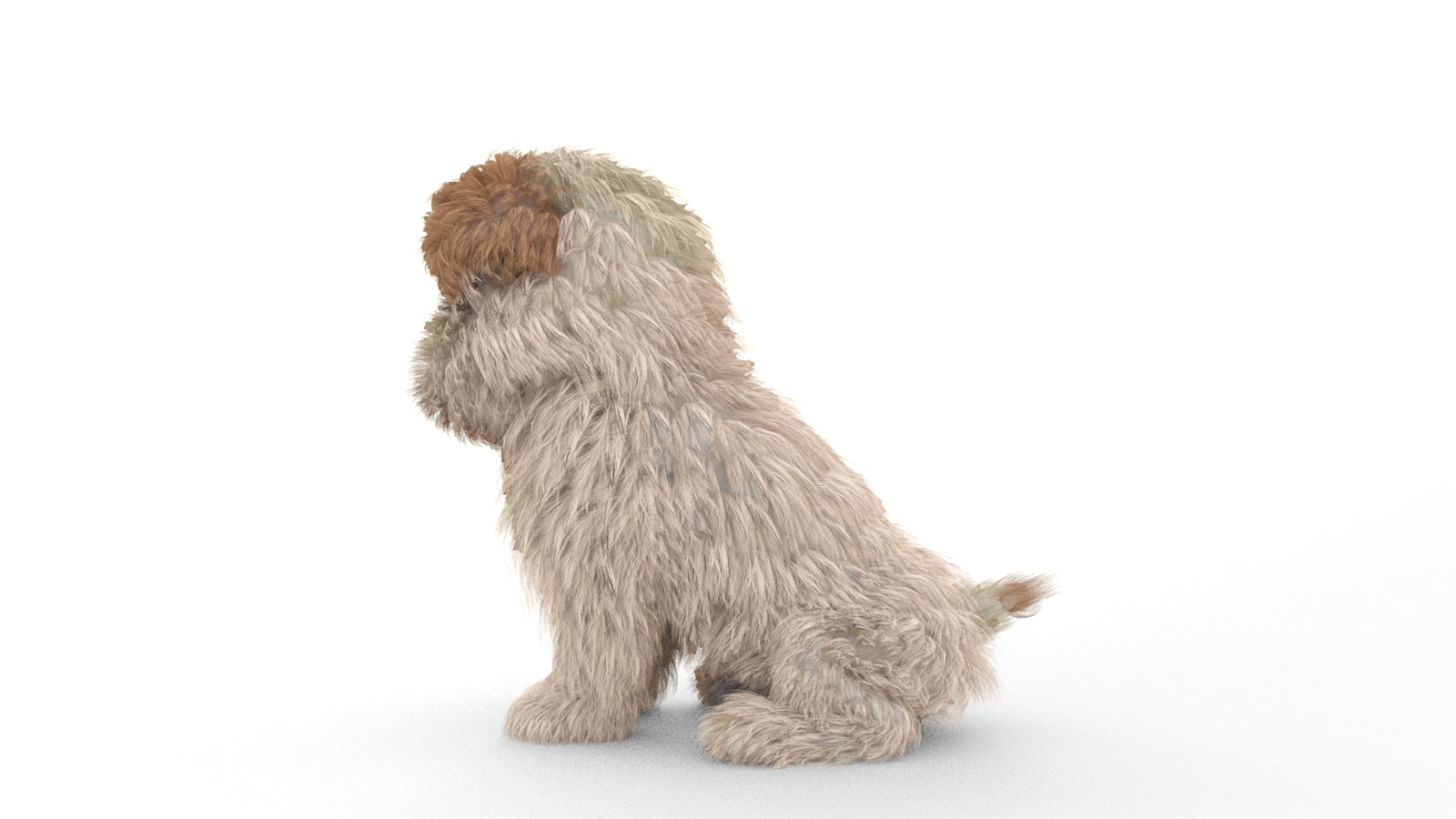 Animated Maltipoo Dog Puppy 3D Model Alpha Hair 360° view 2 frame 53