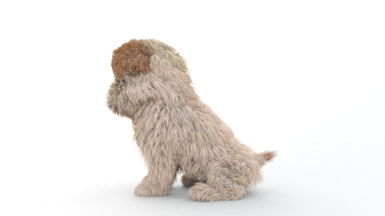 Animated Maltipoo Dog Puppy 3D Model Alpha Hair 360° view 2 frame 54
