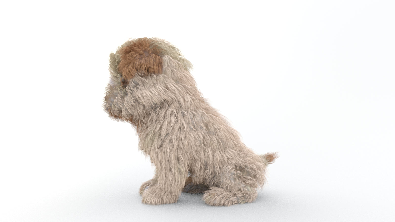Animated Maltipoo Dog Puppy 3D Model Alpha Hair 360° view 2 frame 57