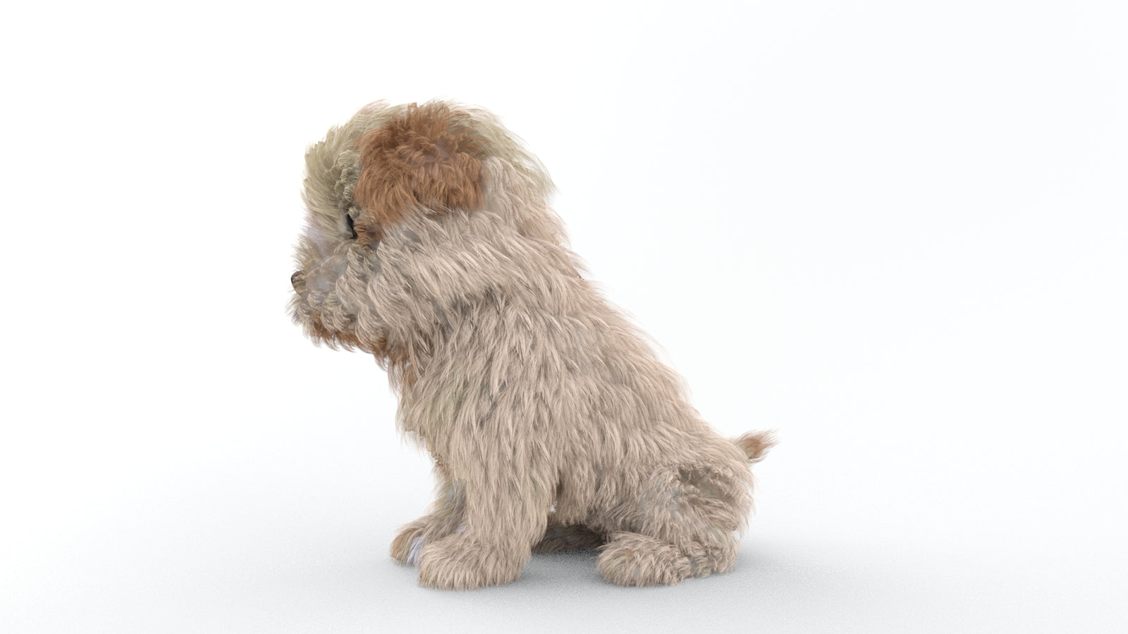Animated Maltipoo Dog Puppy 3D Model Alpha Hair 360° view 2 frame 59