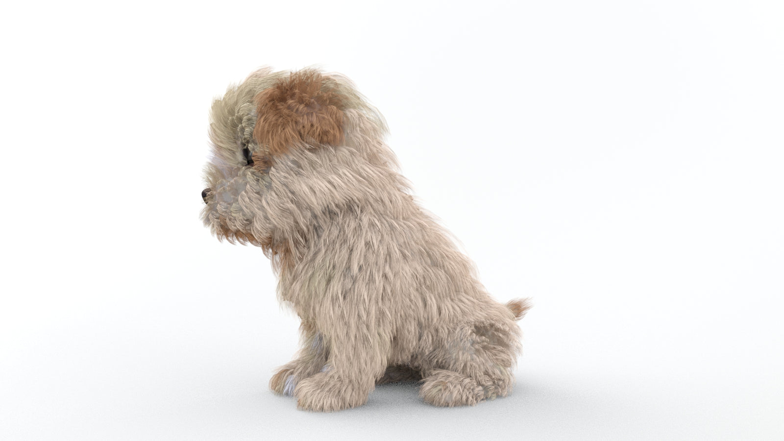 Animated Maltipoo Dog Puppy 3D Model Alpha Hair 360° view 2 frame 60
