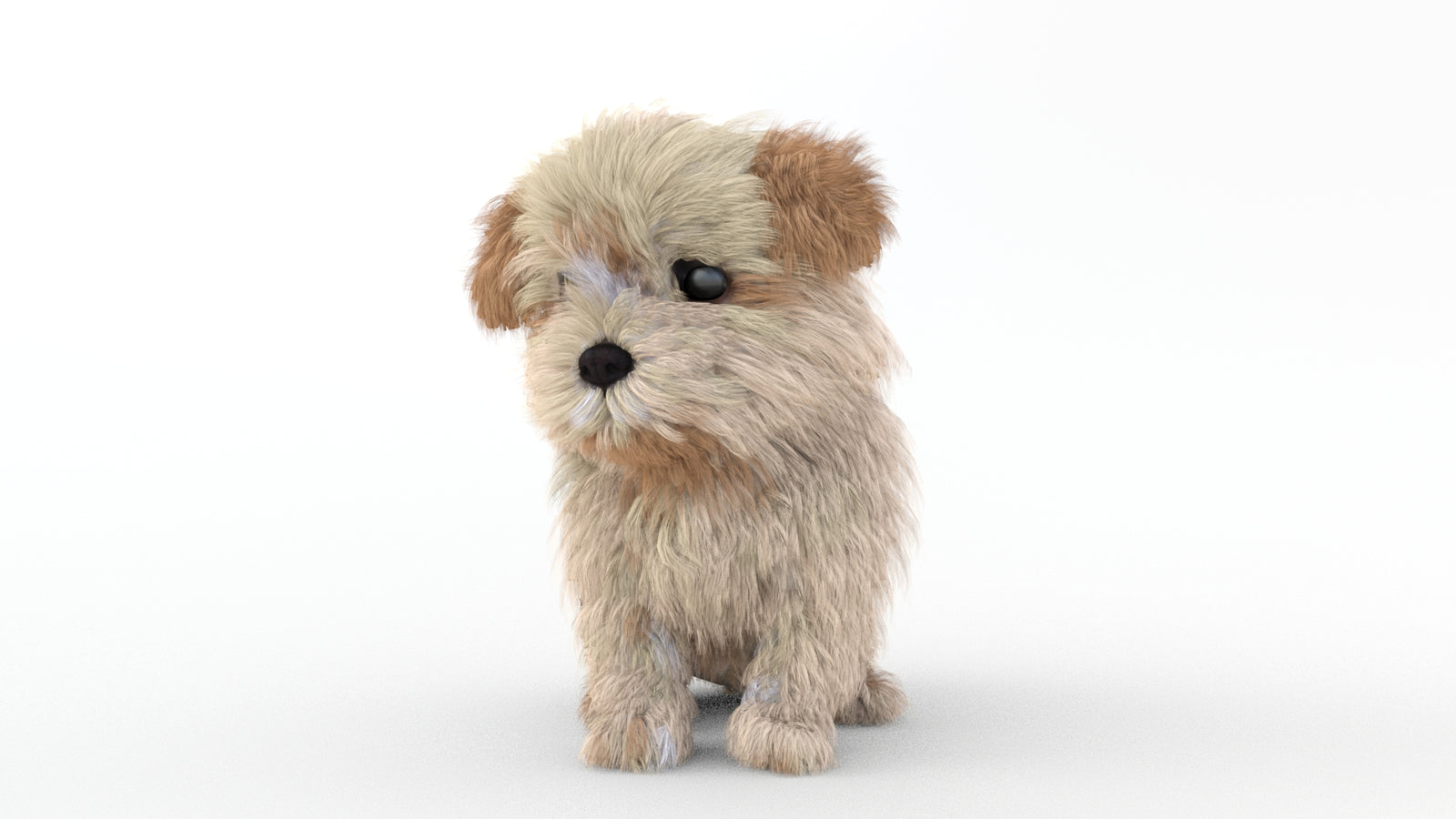 Animated Maltipoo Dog Puppy 3D Model Alpha Hair 360° view 2 frame 72
