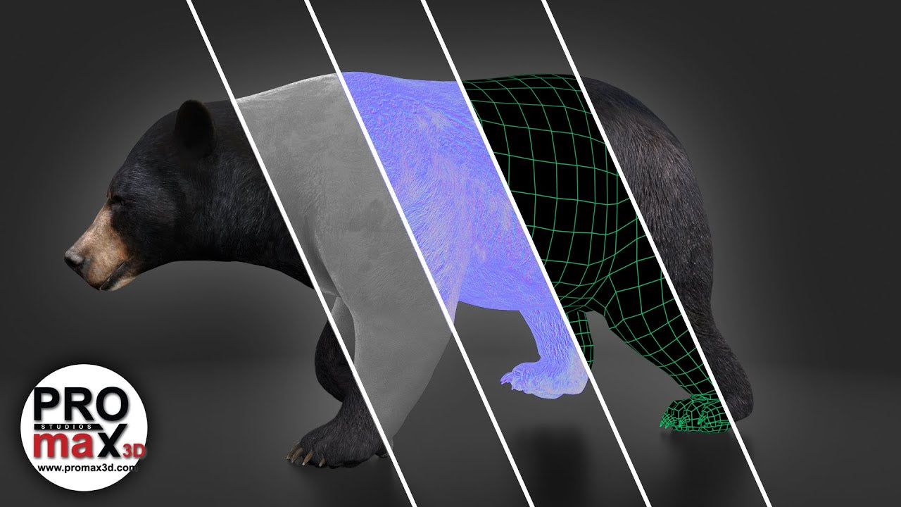 Rigged Black Bear 3D Model
